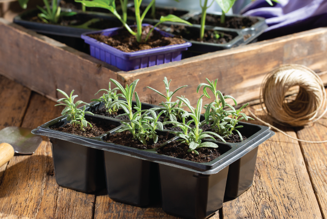 Seedling Trays